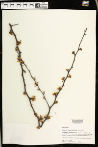 Prunus angustifolia image