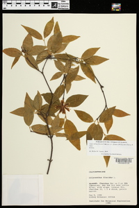 Calycanthus floridus var. glaucus image