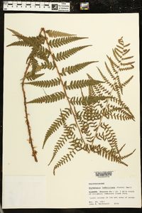 Dryopteris ludoviciana image