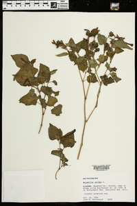 Mirabilis jalapa image