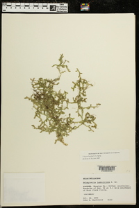 Selaginella apoda image