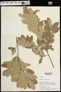 Quercus incana image