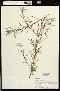 Ludwigia linearis image