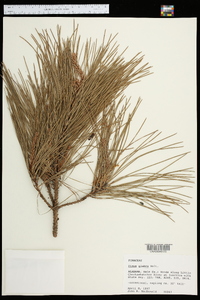 Pinus glabra image