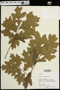 Quercus margarettiae image