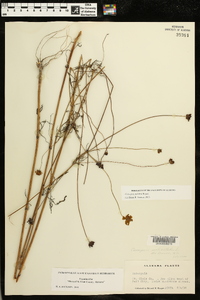 Coreopsis pulchra image