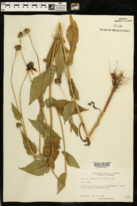 Rudbeckia amplexicaulis image