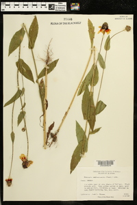 Rudbeckia amplexicaulis image