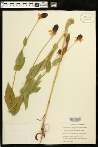 Rudbeckia amplexicaulis image