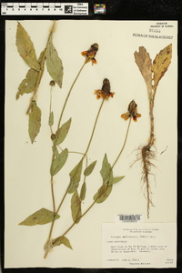 Rudbeckia amplexicaulis image