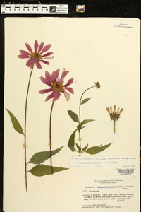 Echinacea purpurea image