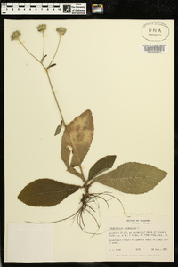 Elephantopus tomentosus image