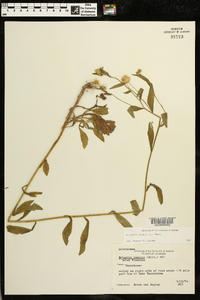 Erigeron ramosus image