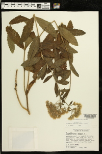 Eupatorium album image