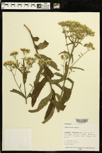 Eupatorium album image