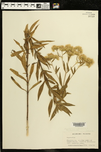 Eupatorium altissimum image