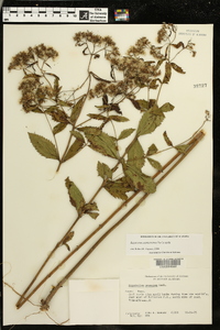 Eupatorium semiserratum image