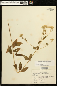 Ageratina aromatica image