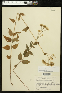 Ageratina aromatica image