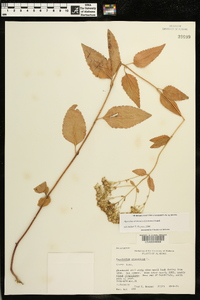 Ageratina aromatica image