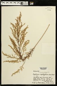 Eupatorium capillifolium image