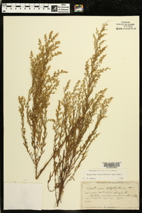 Eupatorium capillifolium image