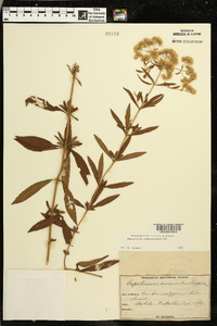 Eupatorium semiserratum image