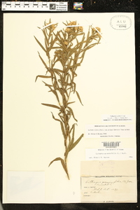 Solidago altissima subsp. altissima image