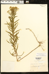 Euthamia leptocephala image