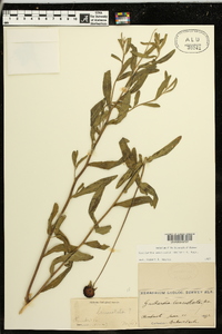 Gaillardia aestivalis image