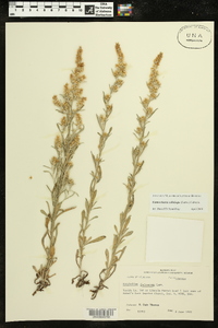 Gamochaeta calviceps image