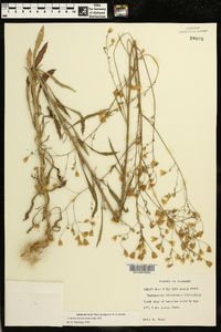 Croptilon divaricatum image