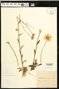 Helenium brevifolium image