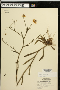 Helenium flexuosum image