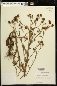 Helenium flexuosum image