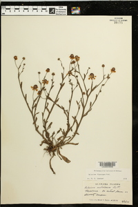 Helenium flexuosum image