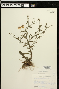 Helenium flexuosum image