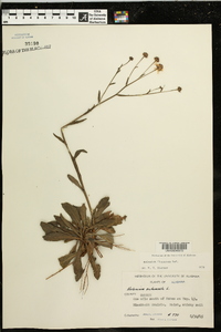 Helenium flexuosum image