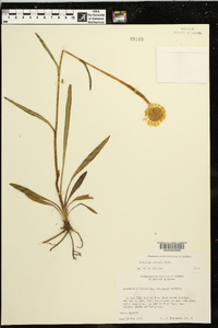 Helenium vernale image