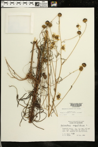 Helianthus angustifolius image