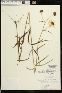 Helianthus angustifolius image