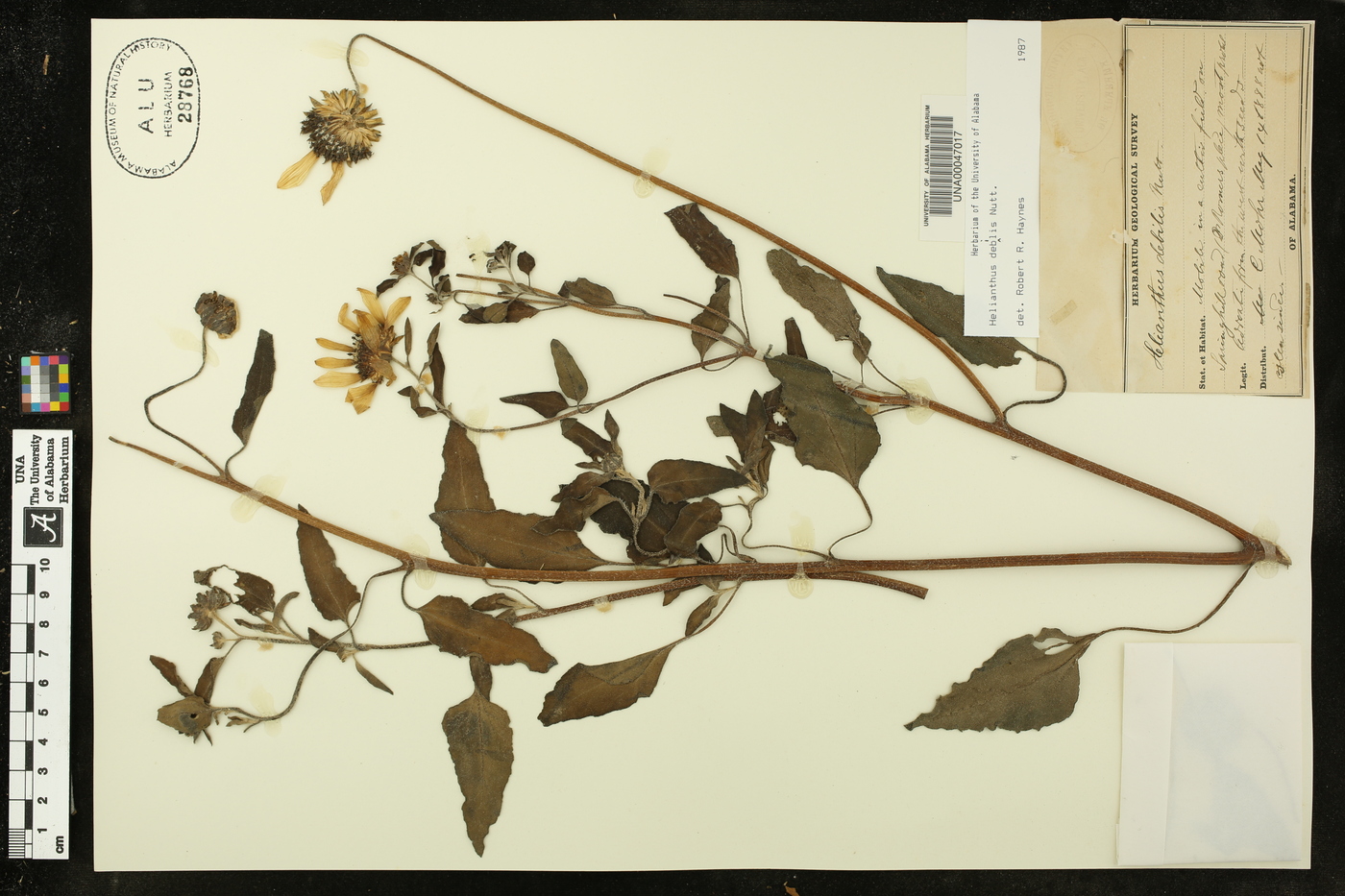Helianthus debilis image