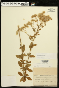 Eupatorium glaucescens image