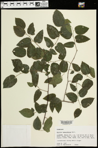 Celtis tenuifolia image