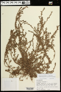 Polygonum aviculare subsp. depressum image