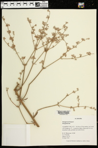 Eriogonum harperi image