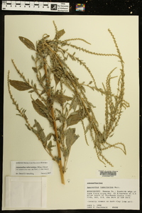 Amaranthus tuberculatus image