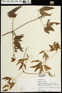 Clematis crispa image