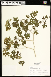 Crataegus marshallii image