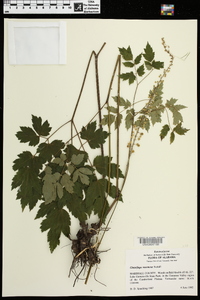 Actaea racemosa image